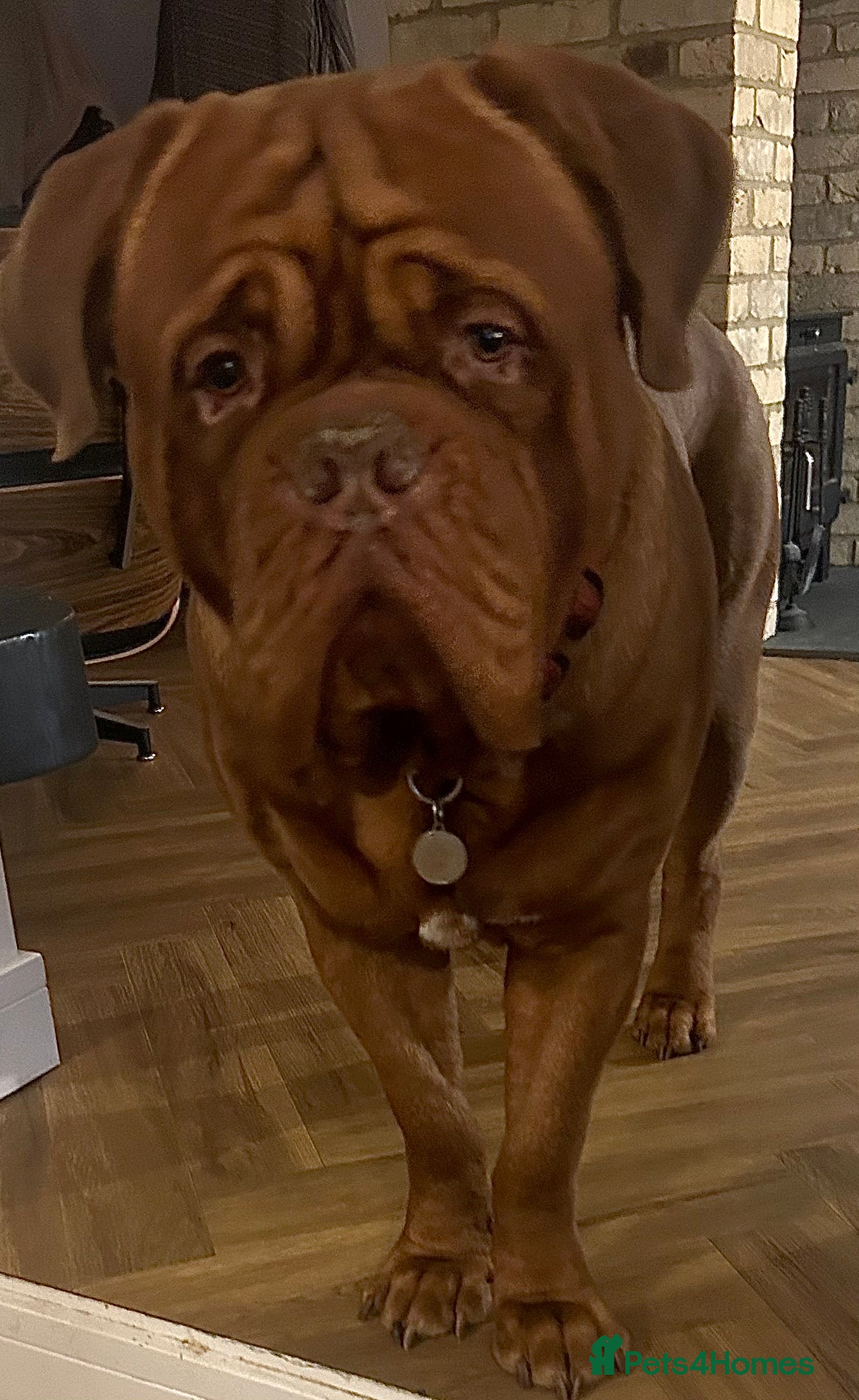 Dogue De Bordeaux dogs Beautiful Large Breed Dogue de Bordeaux for stud - Advert 11