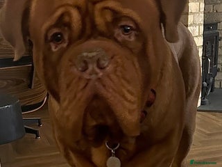 Dogue De Bordeaux dogs Beautiful Large Breed Dogue de Bordeaux for stud - Advert 1