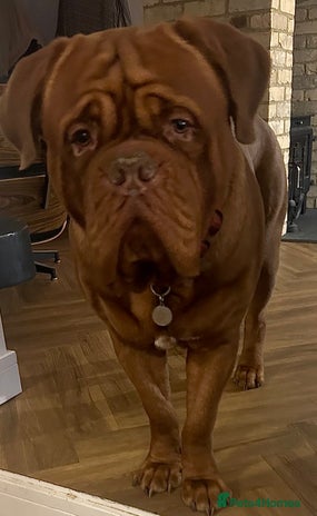 Dogue De Bordeaux dogs Beautiful Large Breed Dogue de Bordeaux for stud - Advert 2
