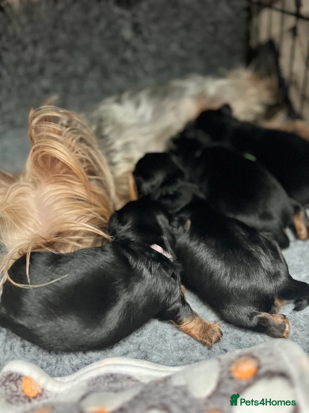 Yorkshire Terrier dogs for sale: Exceptional Pure Yorkshire Terrier Boys  - Advert 13