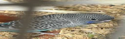 Budgerigars birds for sale: Bf, split bf, cockatiel, normals and canary - Advert 6
