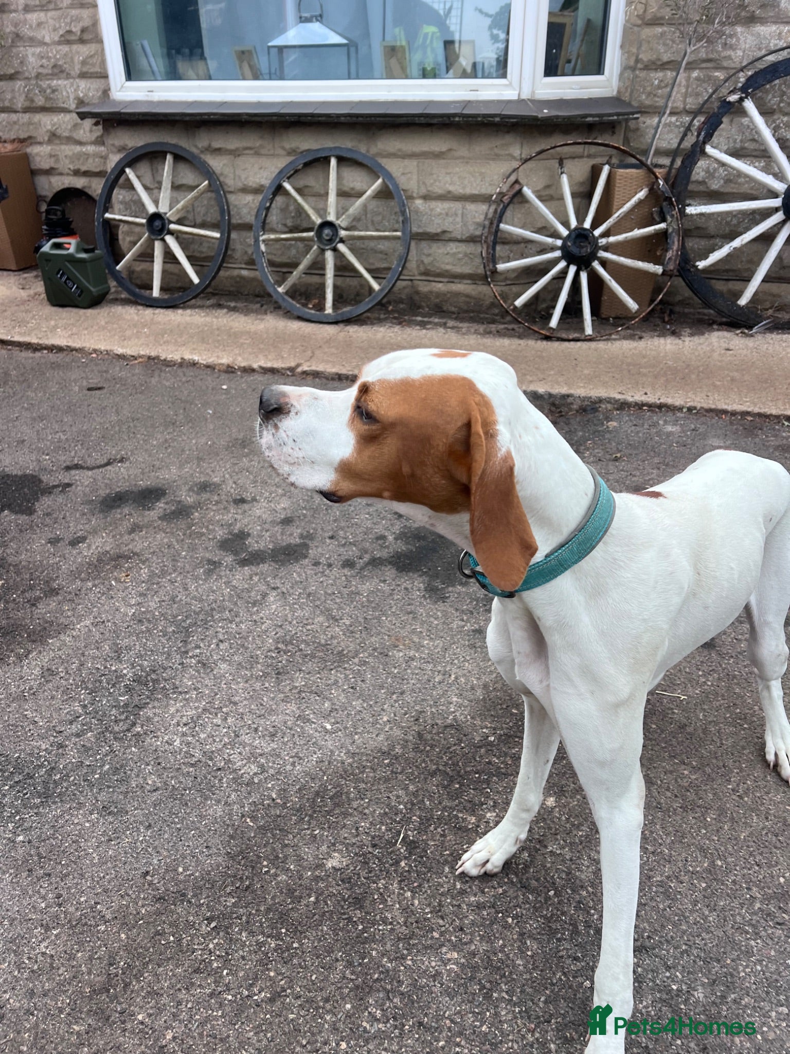 Pointer dogs ONE YEAR OLD ENGLISH  POINTER  - Advert 3