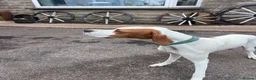 Pointer dogs for sale: ONE YEAR OLD ENGLISH  POINTER  - Advert 1