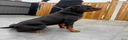 Rottweiler dogs for stud: 🇩🇪BEAR STUD DOG 🇩🇪 - Advert 5