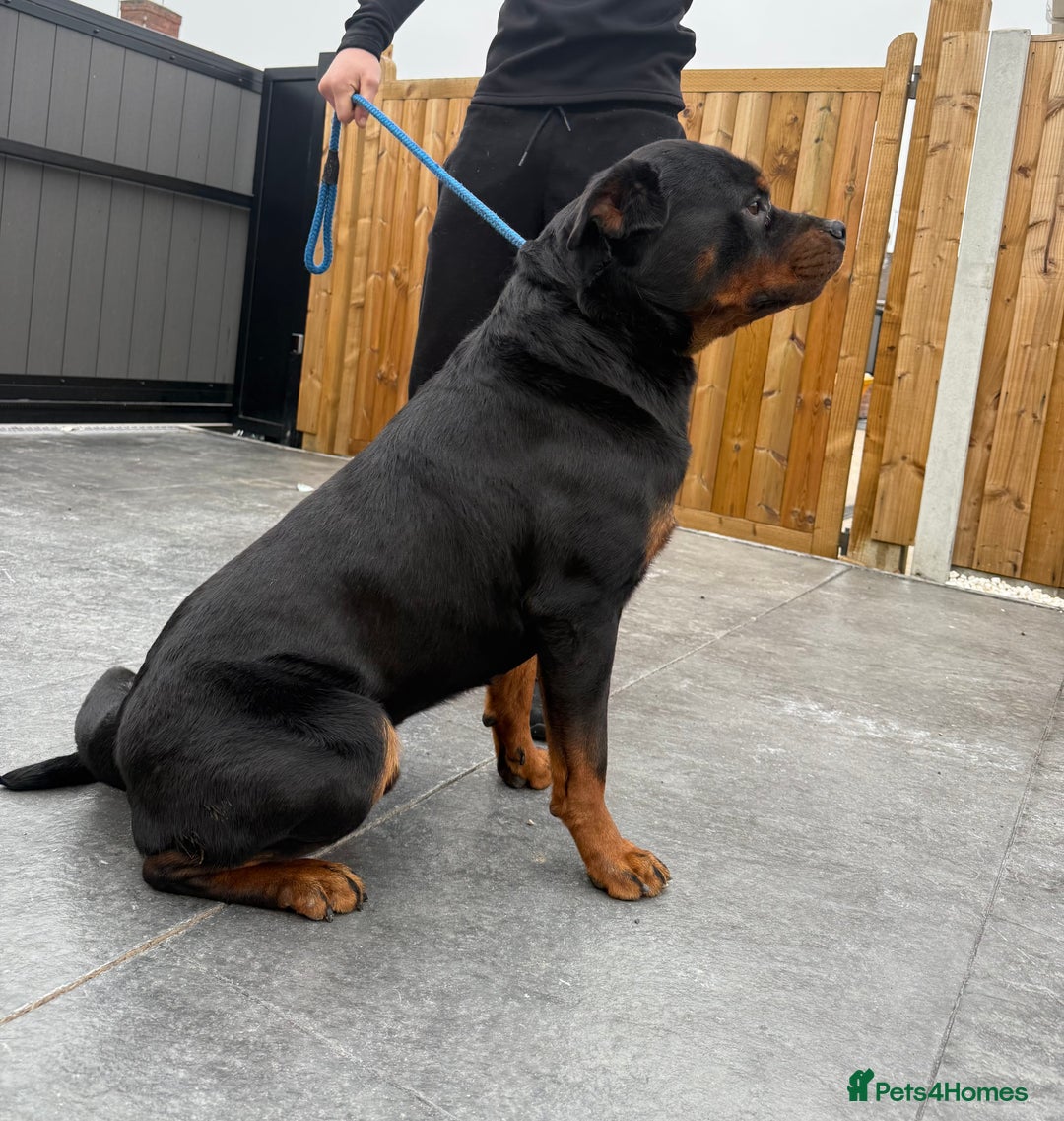 Rottweiler dogs for stud: 🇩🇪BEAR STUD DOG 🇩🇪 - Advert 5