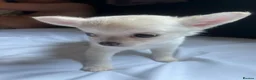 Chihuahua dogs for sale: Chihuahua pups in Kingston upon Thames - Advert 11