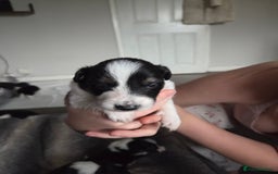 Border Collie dogs for sale: Border collie pups  - Image 10