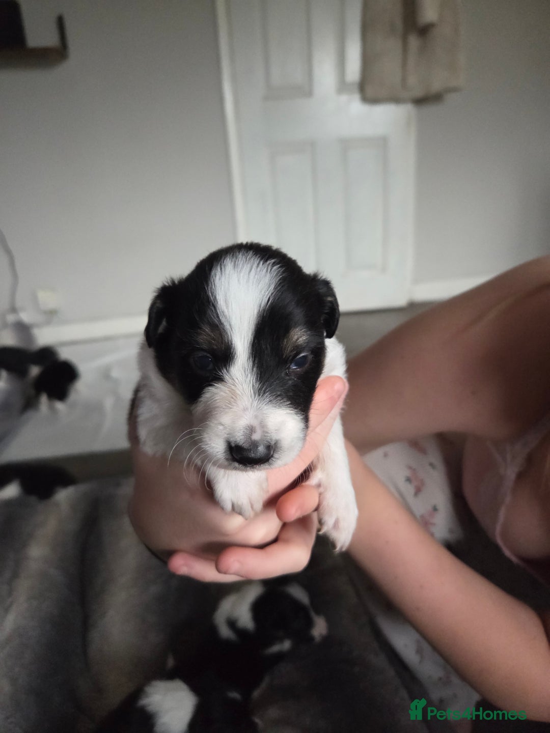 Border Collie dogs for sale: Border collie pups  - Image 10