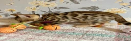 Bengal cats for sale: *READY NOW* Bengal Kittens - Advert 25