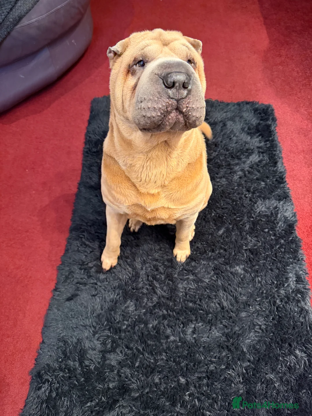Shar Pei dogs for stud: Up for stud  in Swindon - Advert 6