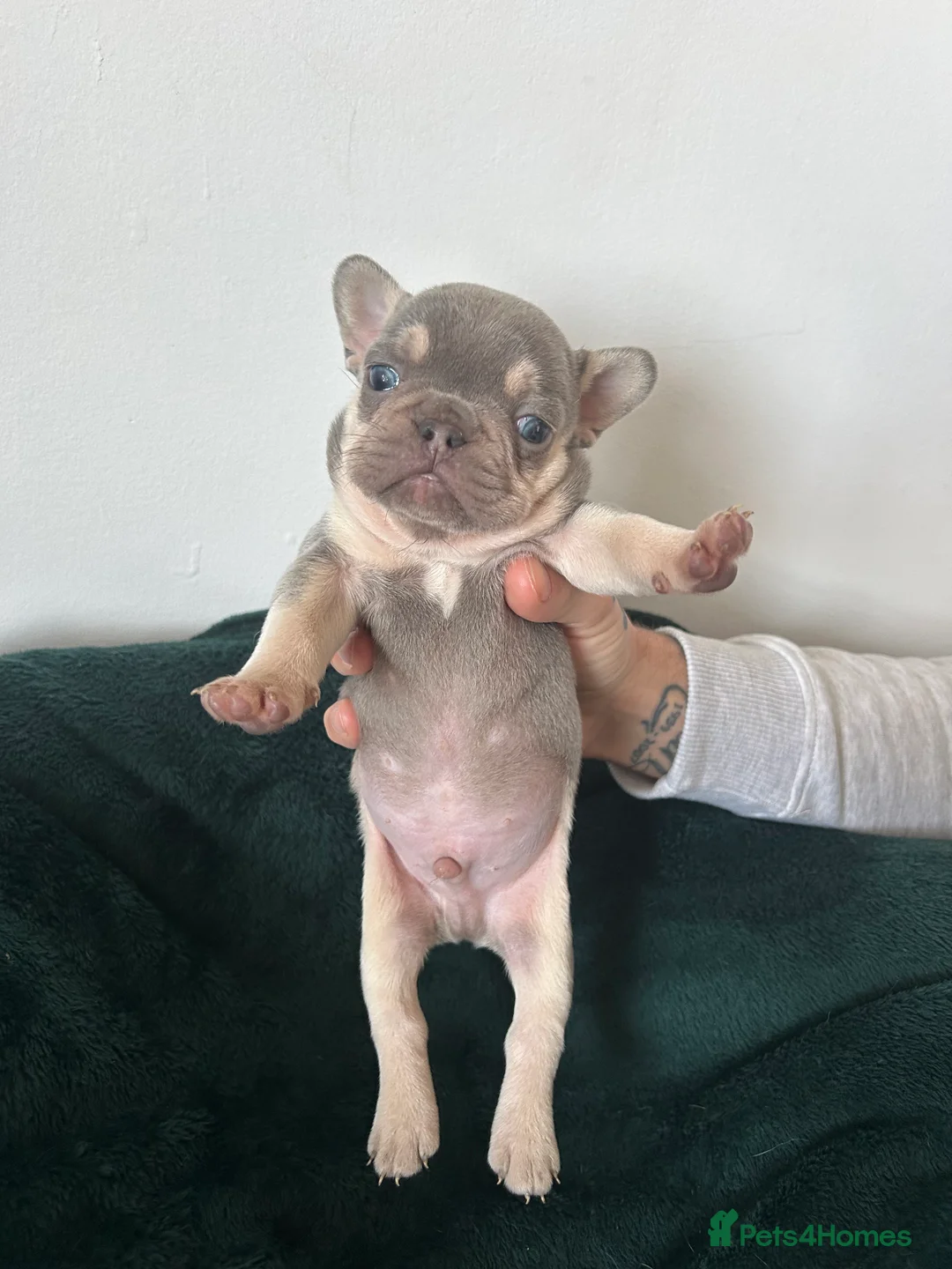French Bulldog dogs for sale: KC REGISTERED FRENCH BULLDOG PUPPIES – BOYS 🐾 - Advert 5