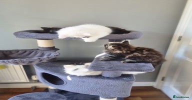 Mixed Breed cats - Advert 6