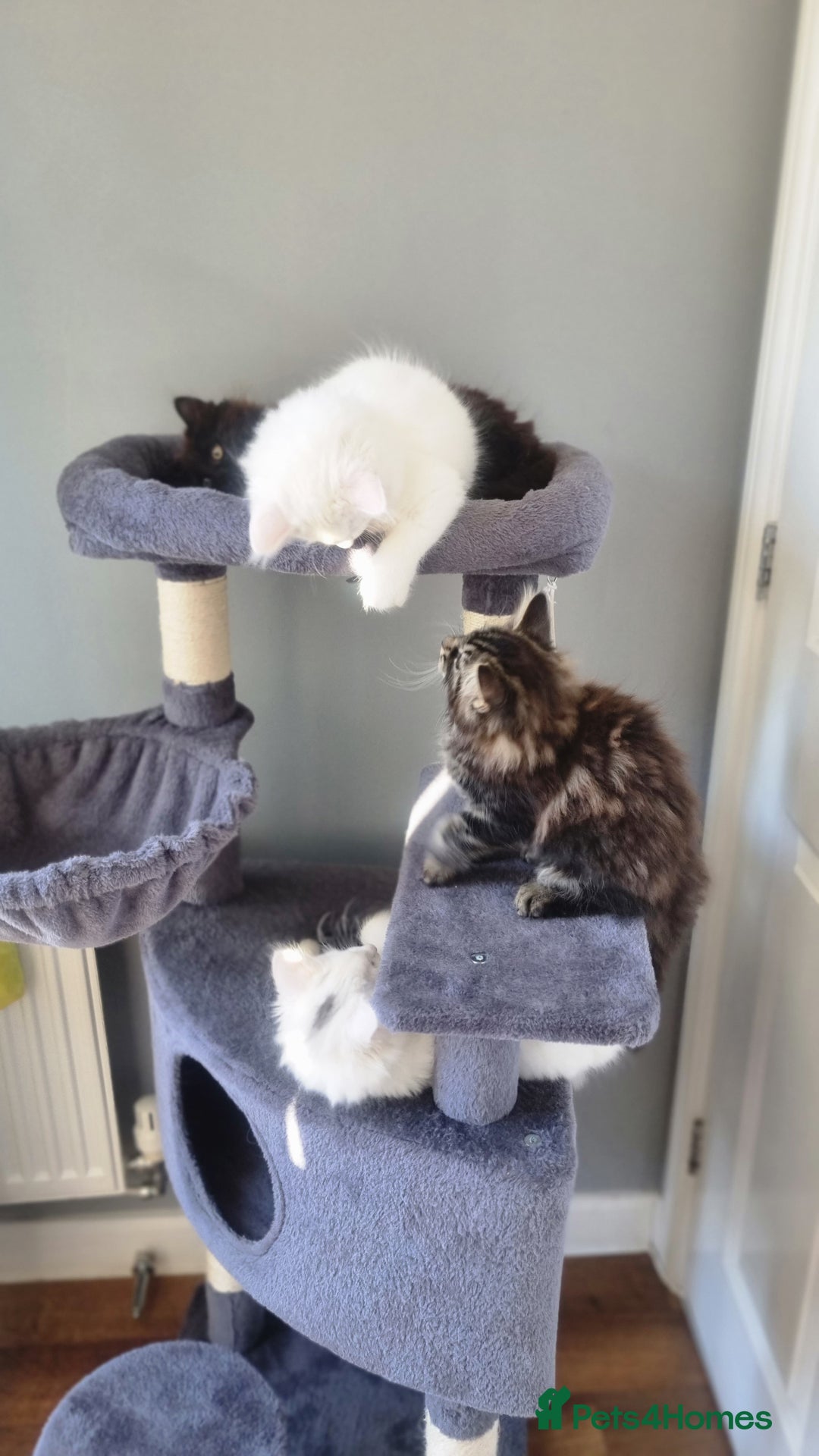 Mixed Breed cats for sale: Cute kittens - Image 2