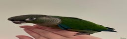 Conures birds for sale: Tamed baby conure - Advert 4