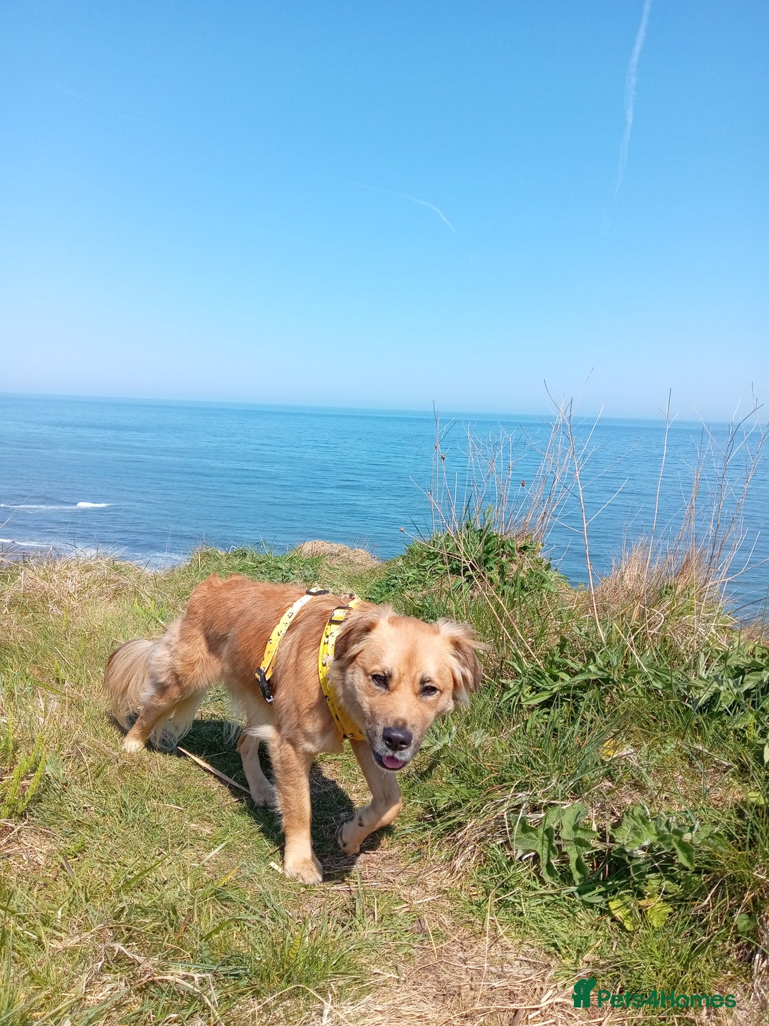 Mixed Breed dogs for sale: 2 yr mixed breed female - Advert 7