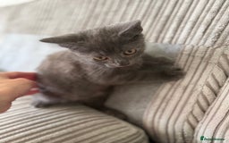 British Longhair cats for sale: 2 x 10 month old + 1 x 3 month old (can go separat - Image 5