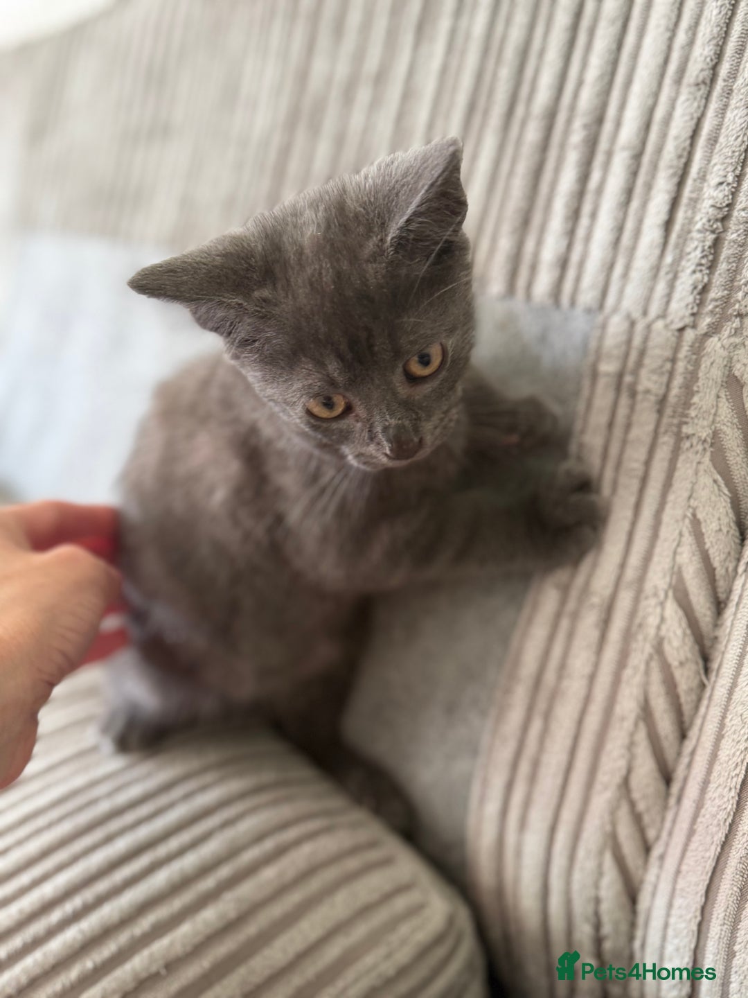 British Longhair cats for sale: 2 x 10 month old + 1 x 3 month old (can go separat - Image 5