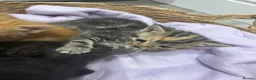 Mixed Breed cats for sale: Beautiful Kittens Looking for Their Forever Homes - Advert 13