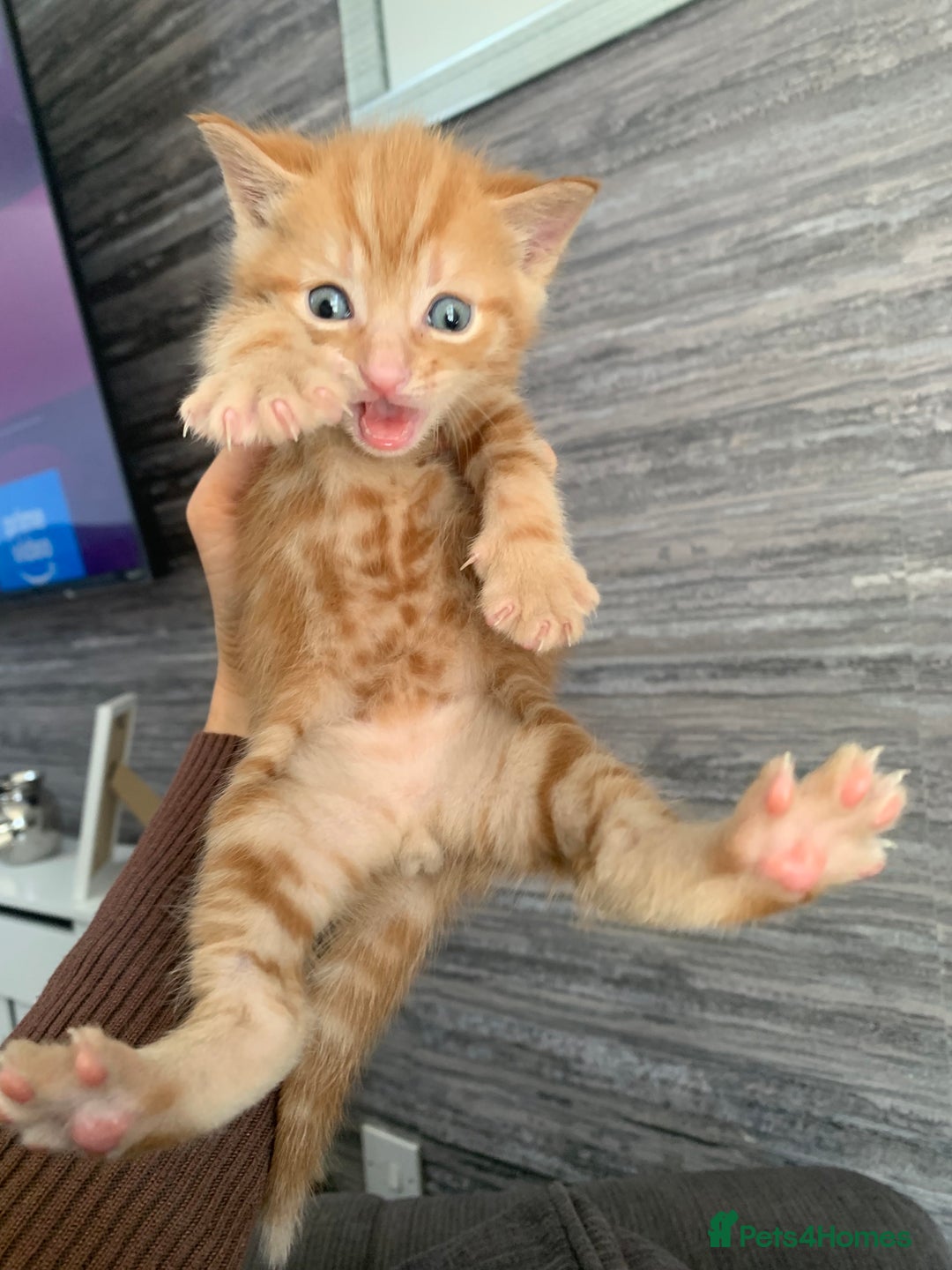 Mixed Breed cats for sale: 5 beautiful mixed British short hair  ✨ - Image 26
