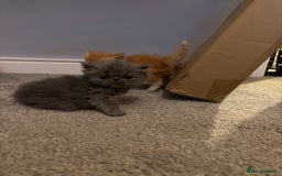Persian cats for sale: Stunning Persian babies  - Image 6