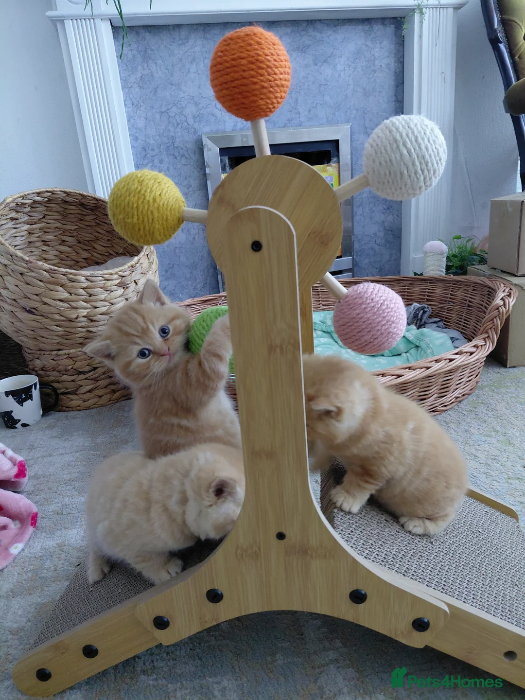 British Longhair cats for stud: Stunning British Longhair for Stud,show bloodline - Advert 2