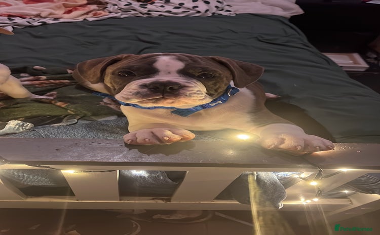 Mixed Breed dogs - Advert 2