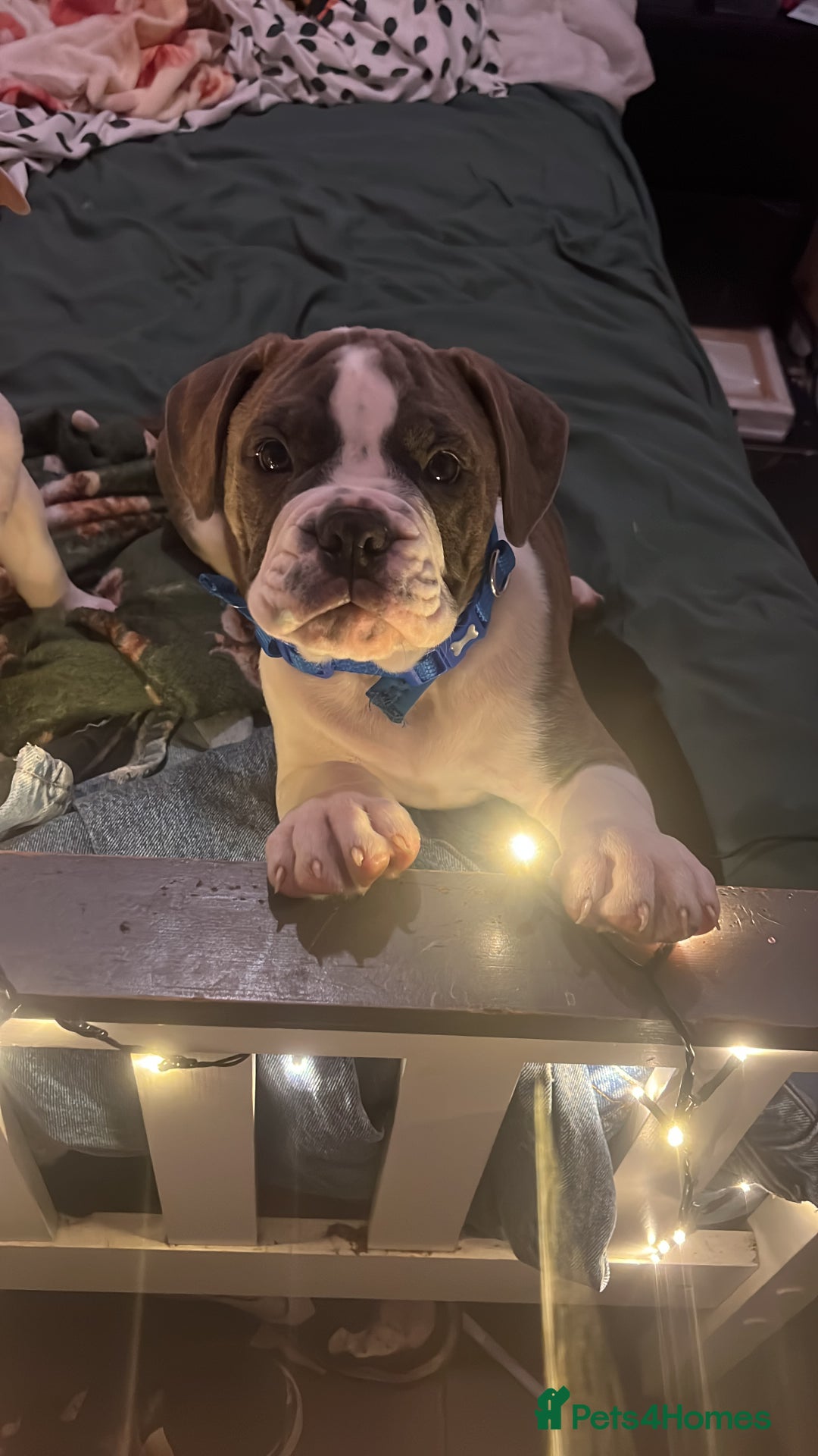 Old Tyme Bulldog Puppies for sale in London, Greater London