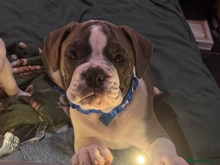 Mixed Breed dogs - Advert 2