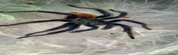 Tarantulas invertebrates for sale: Mature Male GBB with setup - Advert 4