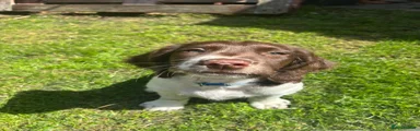 English Springer Spaniel 2