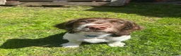 English Springer Spaniel dogs for sale: KC Working ESS puppies Ready to be rehomed now - Advert 12
