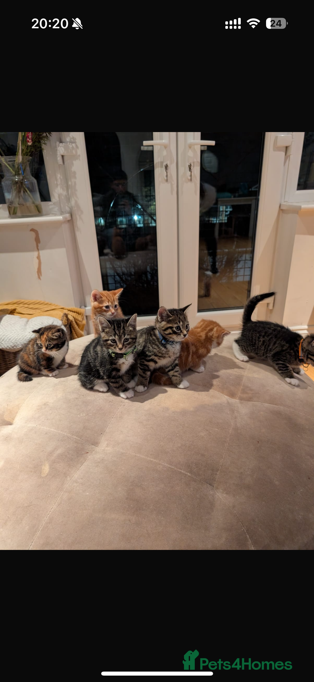 Mixed Breed cats for sale: Gorgeous mixed breed bengal and calico kittens - Advert 1