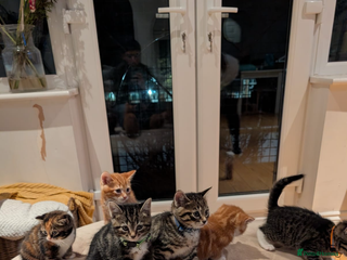 Mixed Breed cats Gorgeous mixed breed bengal and calico kittens - Advert 5