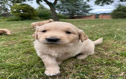 Golden Retriever dogs for sale: 4 KC registered Golden Retriever puppies  - Image 23