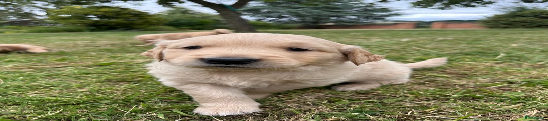 Golden Retriever Puppy Green