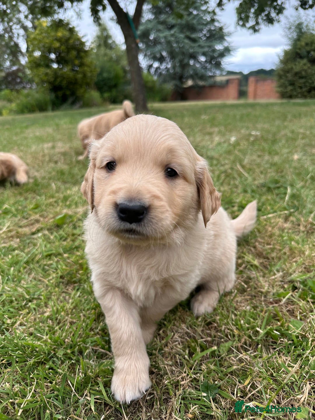 Golden Retriever dogs for sale: 4 KC registered Golden Retriever puppies  - Image 23