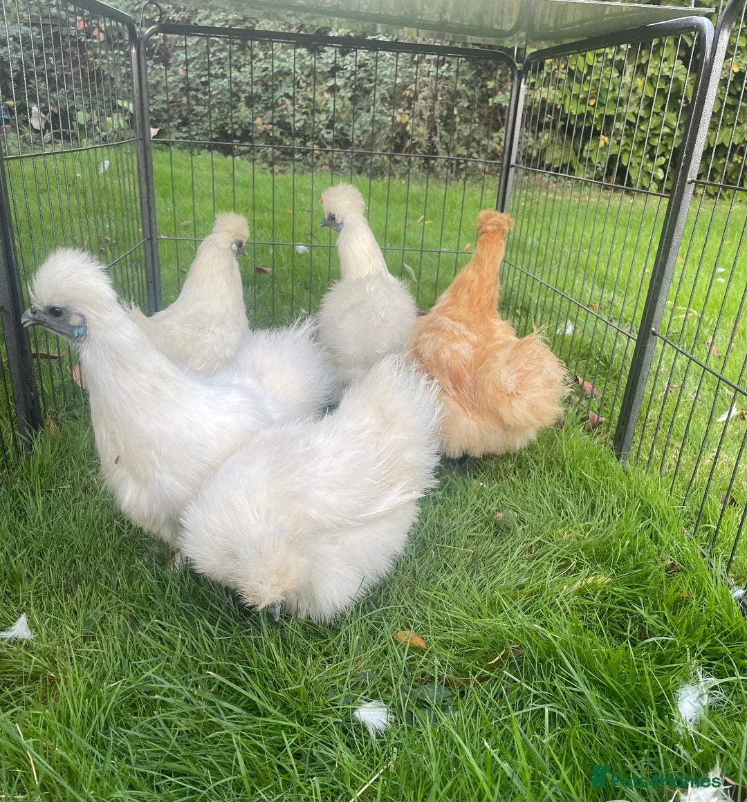 Chickens poultry for sale: Silkie chickens - Advert 7