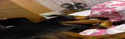 Jackshund dogs for sale: Jackshund for sale in Beckenham - Advert 12