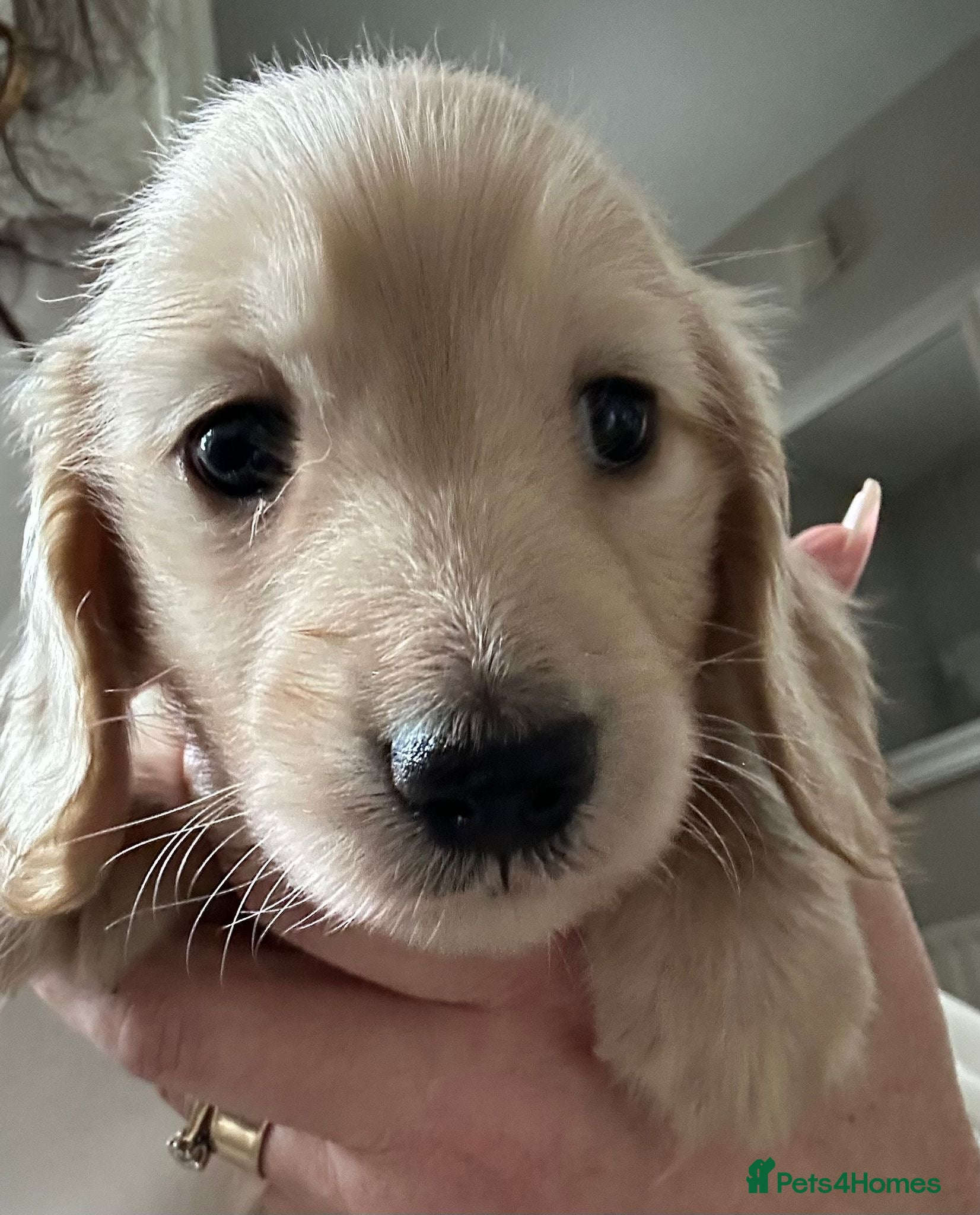 Miniature Dachshund dogs Kc registered longhaired miniature dachshunds  - Advert 2