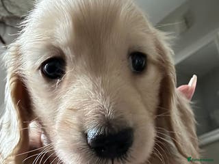 Miniature Dachshund dogs Kc registered longhaired miniature dachshunds - Advert 2