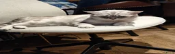 British Shorthair cats for sale: Raspberry in London - Advert 1