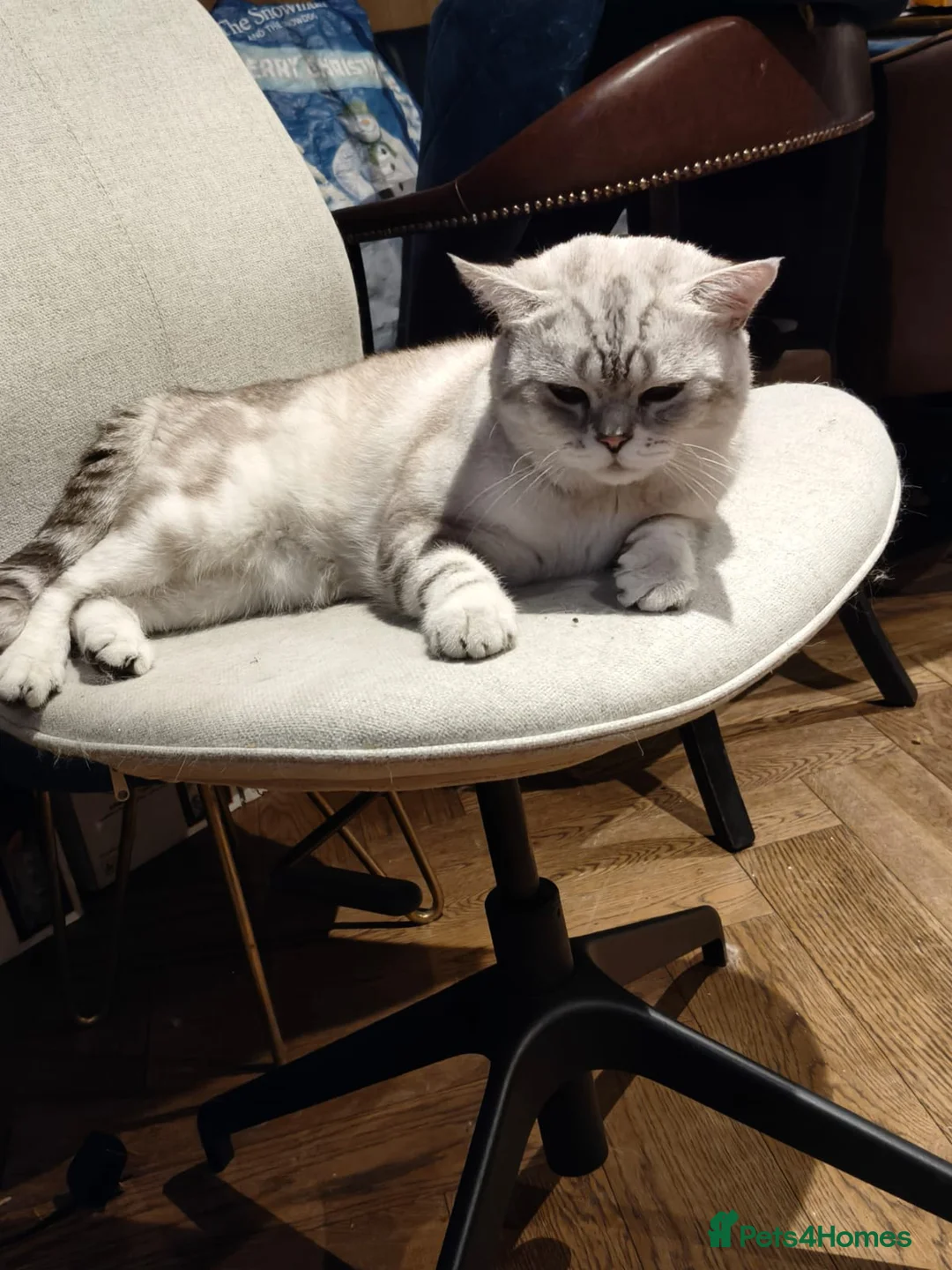 British Shorthair cats for sale: Raspberry in London - Advert 1