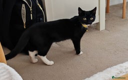 Domestic Shorthair cats for sale: Kittens - Image 3