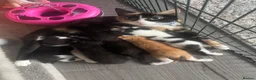 Domestic Shorthair cats for sale: 5 kittens available for their forever home 🩷💙 - Advert 18