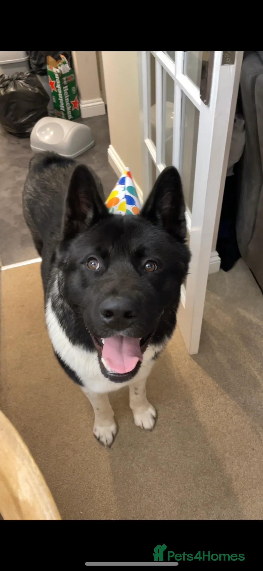 Akita dogs for stud: Looking to breed Bear with another American Akita  - Advert 2