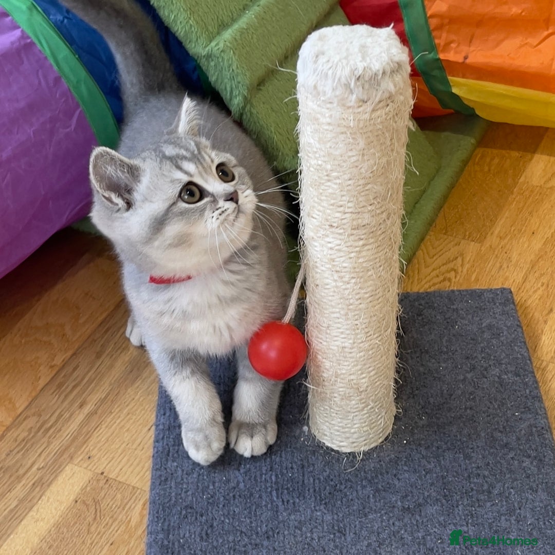 British Shorthair cats for sale: 🚨One Girl Ready to leave 🚨GCCF British Shorthair - Image 19