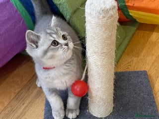 British Shorthair cats - Advert 3