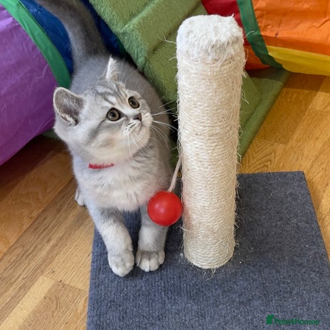 British Shorthair cats - Advert 2