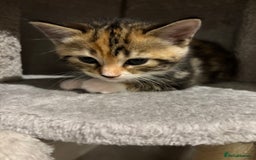 Domestic Shorthair cats for sale: 4 domestic shorthair kittens - Image 7