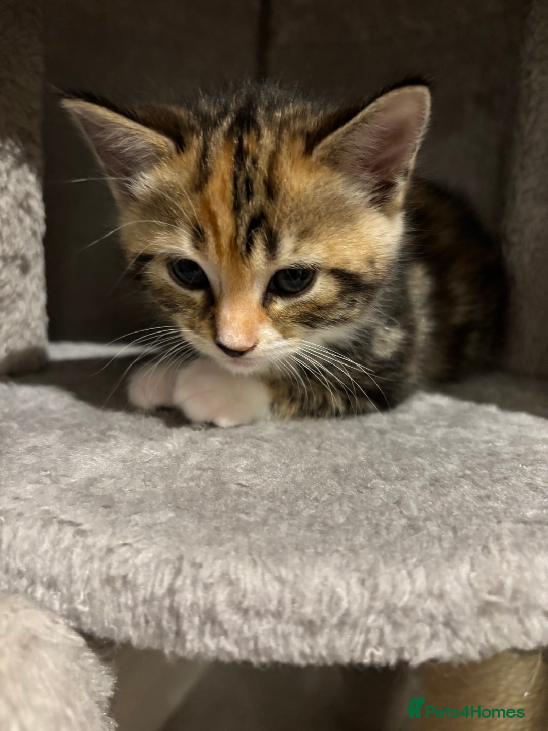 Domestic Shorthair cats for sale: 4 domestic shorthair kittens - Image 7